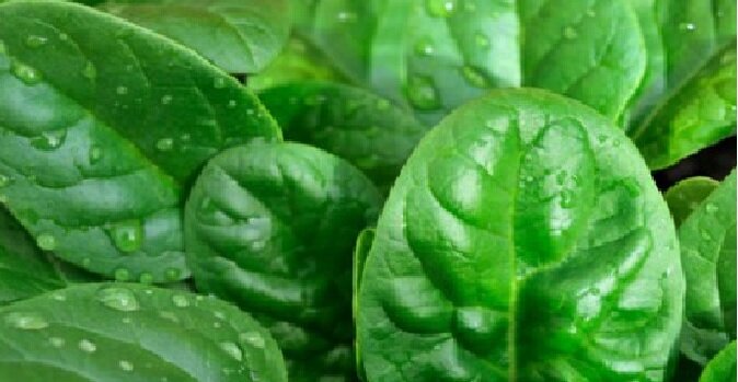 Листья шпината