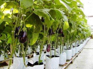 Неважно, какие удобрения вы будете использовать, но концентрированное вещество погубит растение. Минеральные химические микроудобрения используются согласно рекомендациям на упаковке, но в среднем расход – 1 столовая ложка вещества на ведро воды.