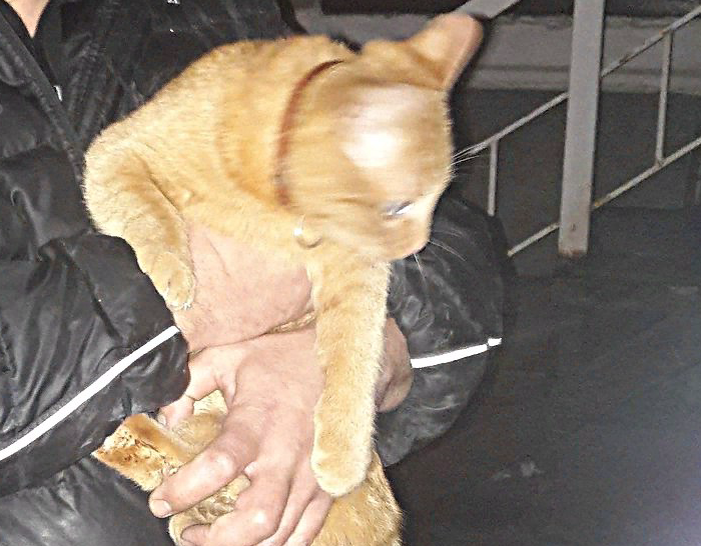Мой друг очень благодарен своему питомцу - коту Ширхан. Он носит его чуть ли не на руках и всегда говорит, что это его талисман. Всё началось с того, что Ширхана буквально спасли от усыпления.-2