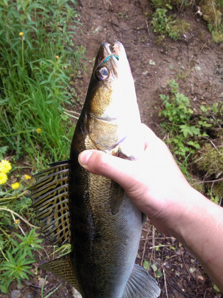 Отводной поводок со стримером, приманка глубоко, лишь самый хвостик торчит. Судак тоже поедает стример