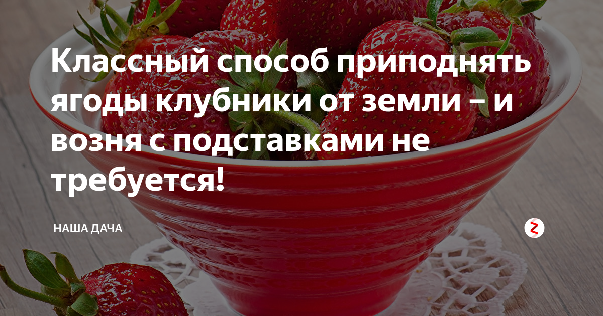 Клубника лежит. Чем можно приподнять клубнику от земли. Что можно подложить под клубнику чтобы ягоды не лежали на земле. Как народными средствами сделать чтоб клубника не лежала на земле.