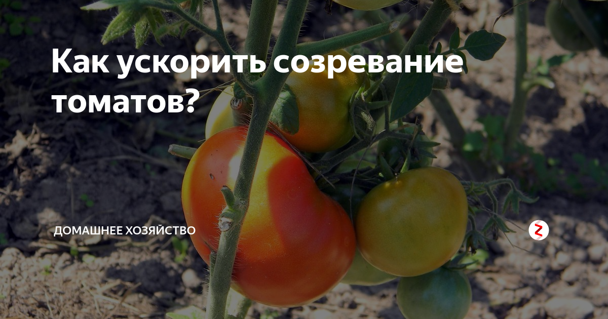 Как ускорить созревание томатов в теплице. Ускорители созревания томатов. не зреют помидоры что делать. что делать чтоб быстрей зрели томаты.