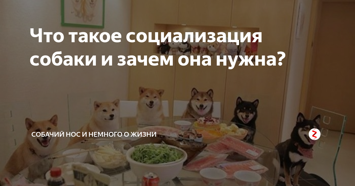 Что такое социализация собаки и зачем она нужна? | Собачий нос и ...