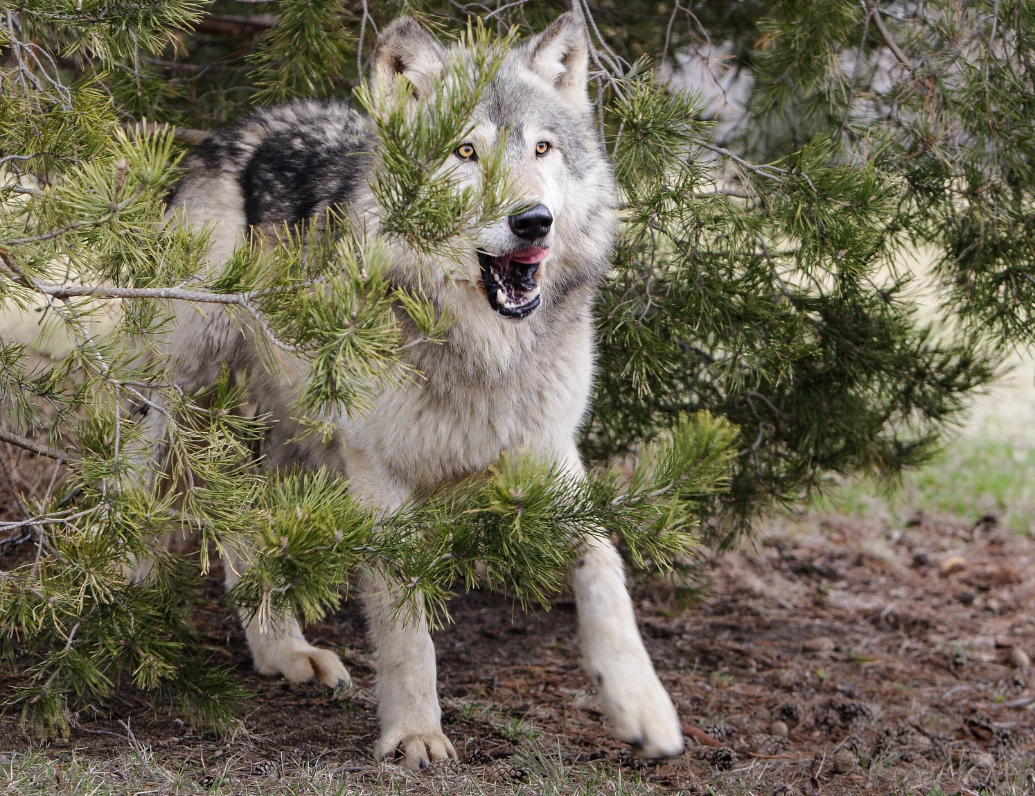 Фото Laurie Hernandez