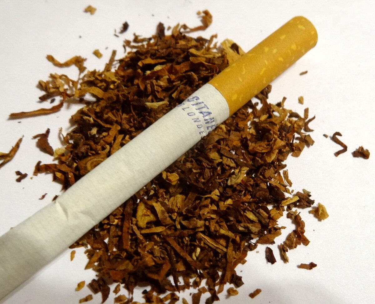 Мактабак ру заказать. Табачный лист. Самосад сигареты. Прессованный табачный лист. Сигареты в листе табака.