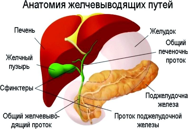Желчь в желудке - причины, симптомы, лечение в Москве | КДС Клиник