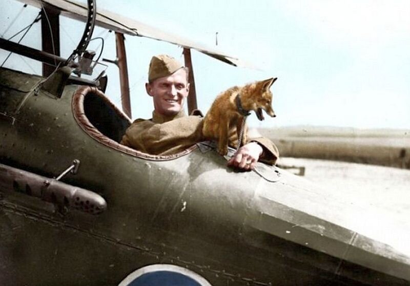 Собака- спутник летчика в боевом вылете. // Фото из архива автора.