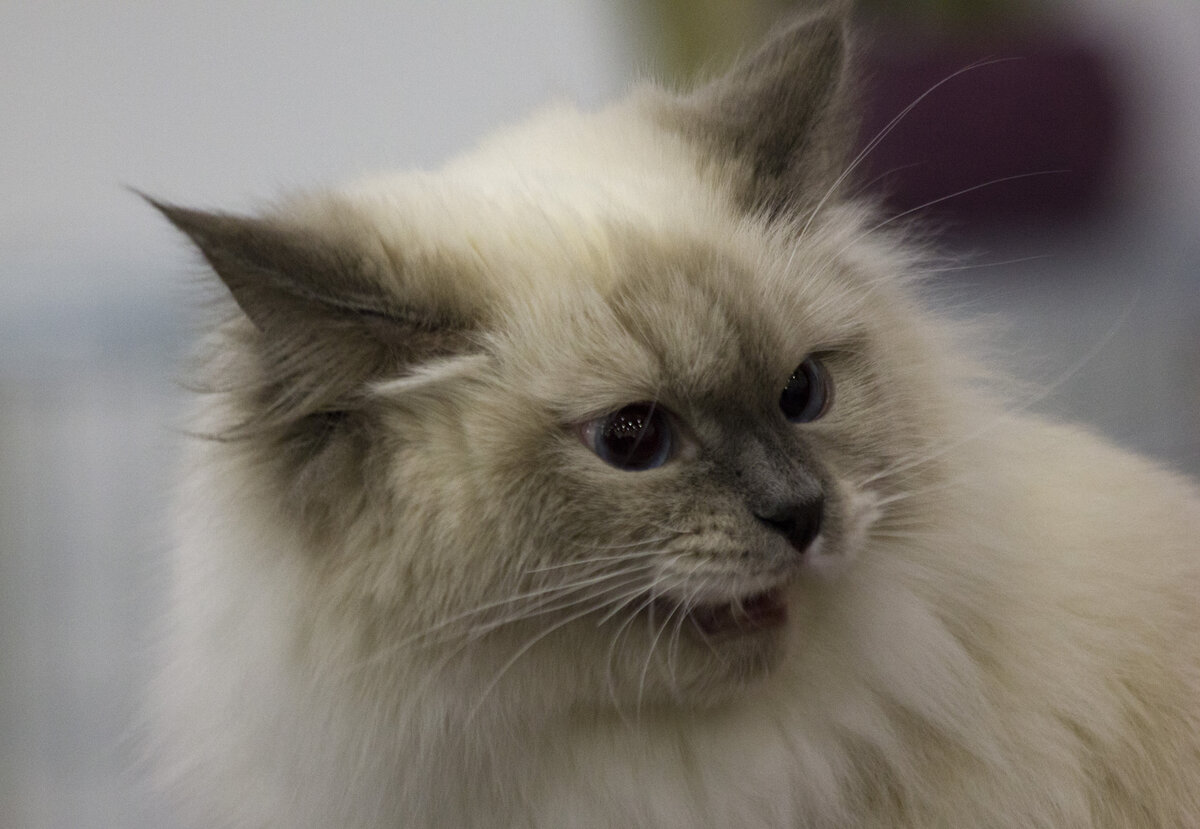 Сердитая кошка