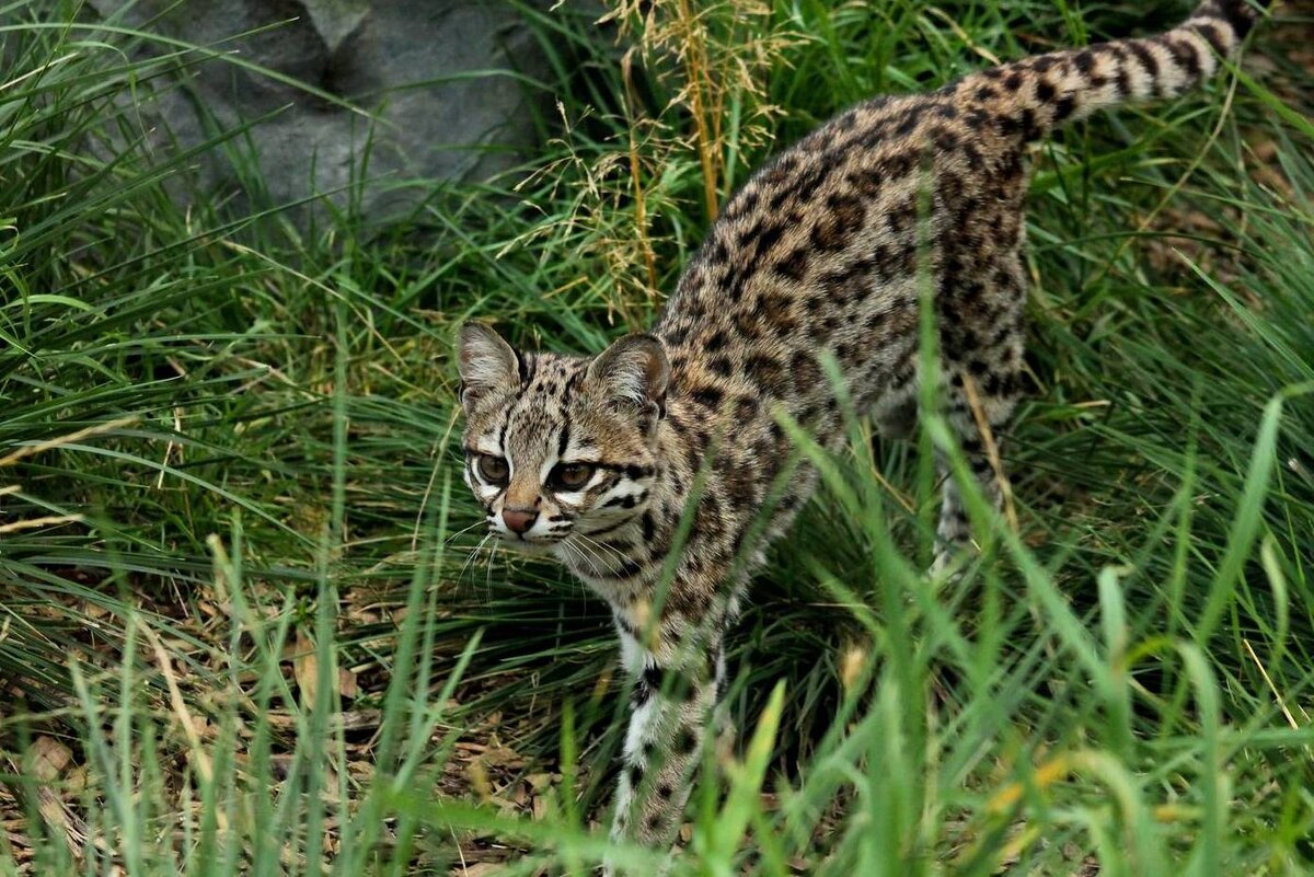 Онцилла. Леопардовая кошка Оцелот. Леопард онцилла. Онцилла тигровая кошка. Онцилла Маргай.