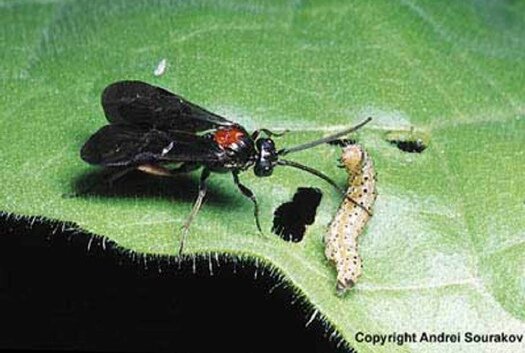 Оса-наездник подбирается к жертве