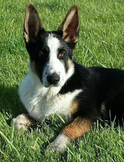 Овчарка Панда