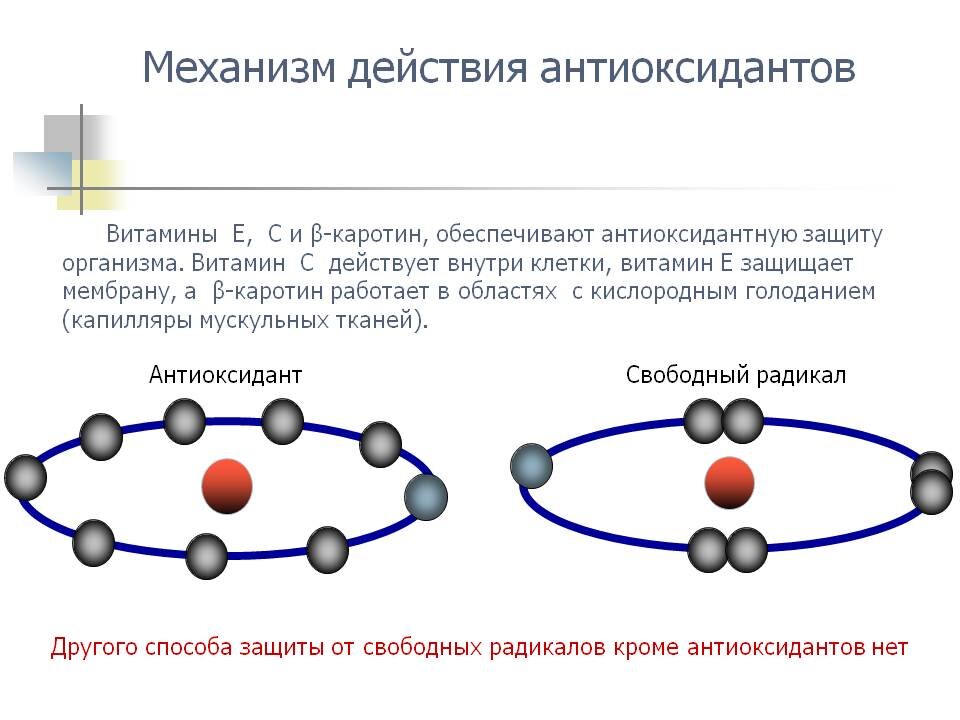 Они действуют. Механизм антиоксидантного действия витамина е. Механизм антиоксидантной защиты витамина е. Механизм антиоксидантного действия витамина с. Механизм действия антиоксиданта витамина е.