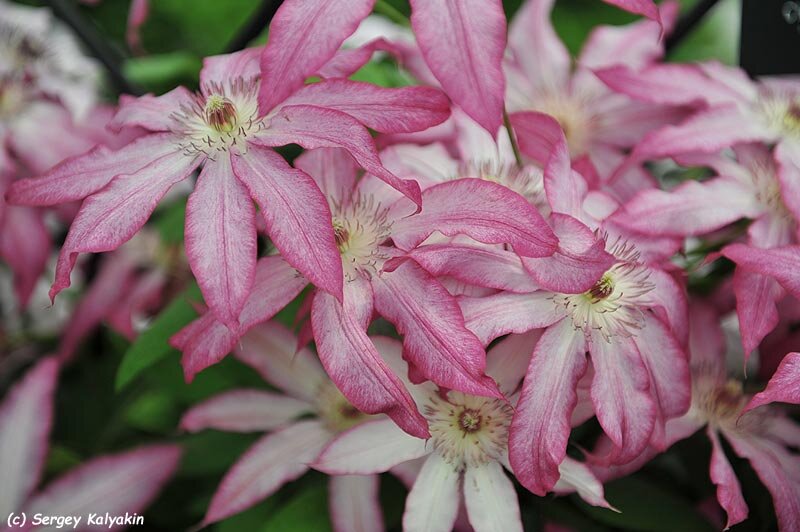 Клематис Tae