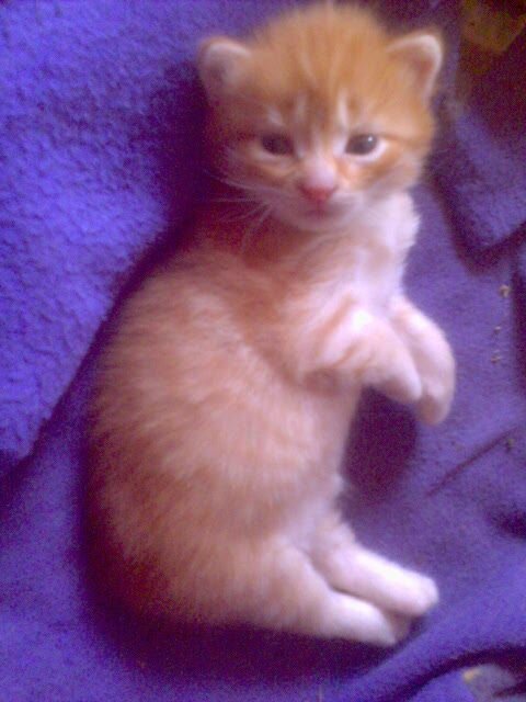 Фото автора Елены Цыбы, Руди, 08.08.2013 г.