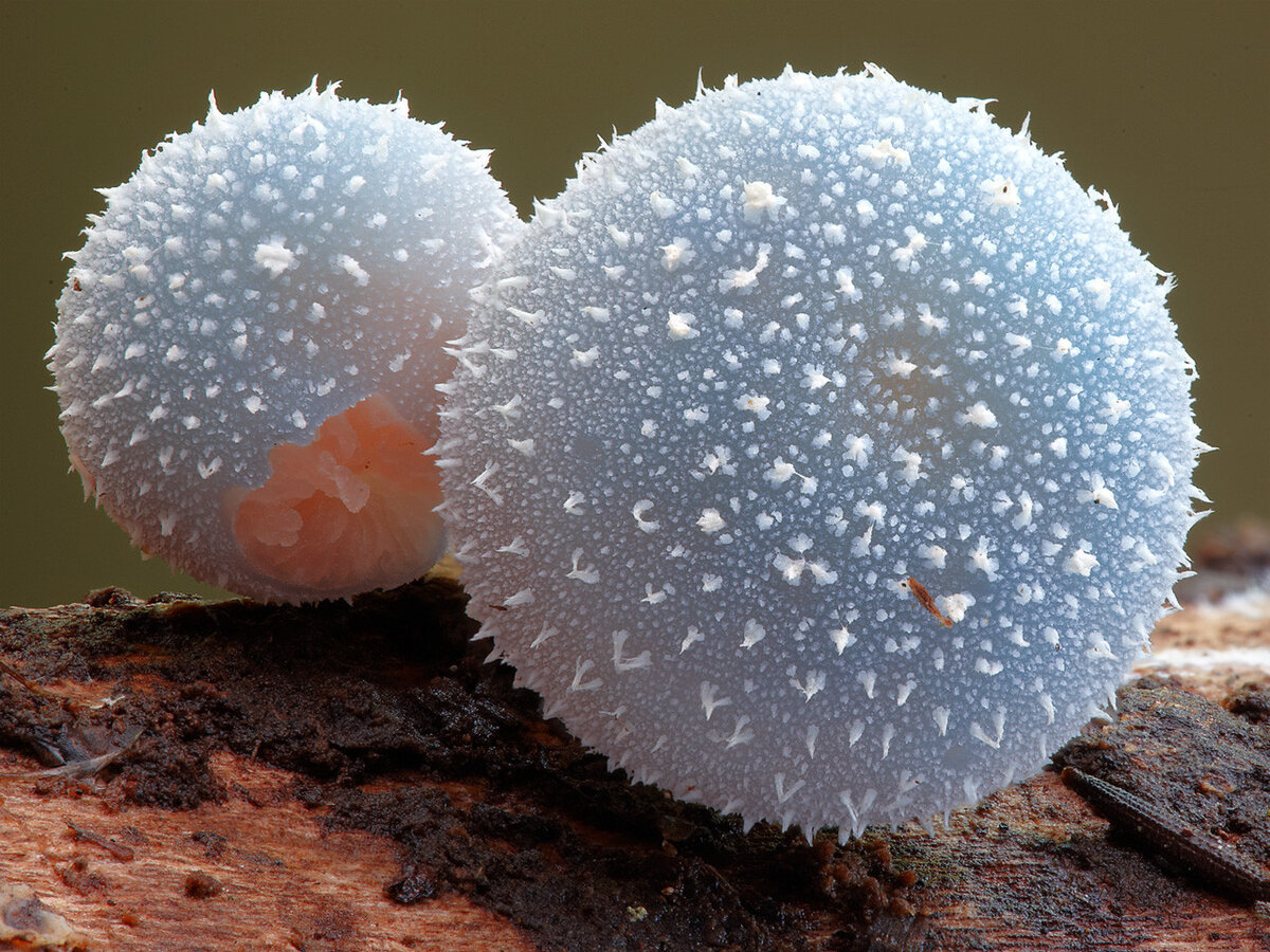 Лерациомицес (leratiomyces)