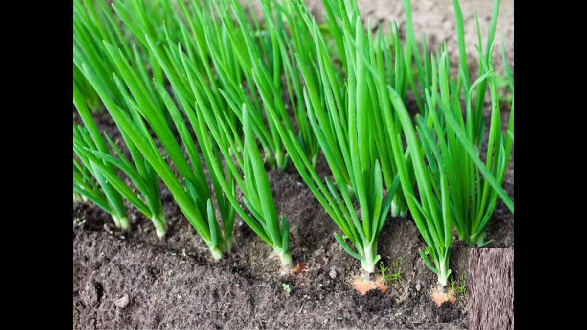 поговорим о луке.