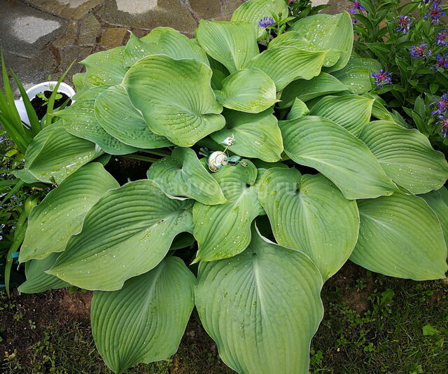 Красивая и пышная хоста