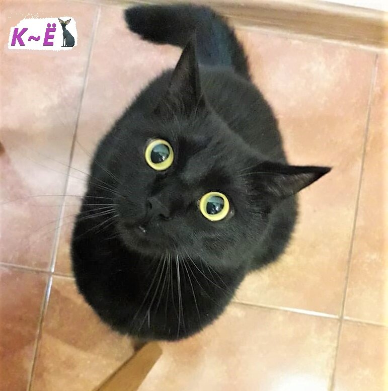 Как выглядит кот кузя