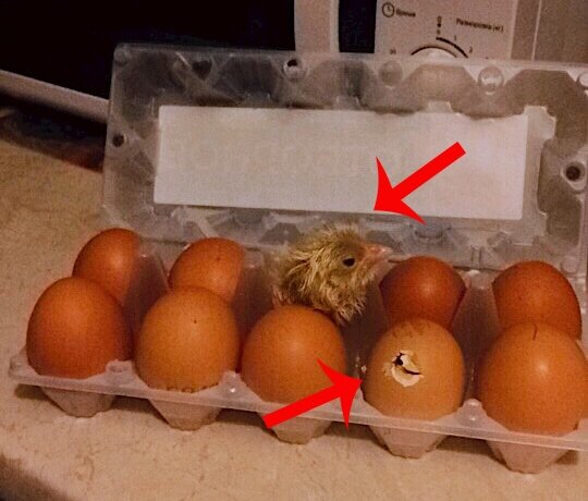 Птенец в магазинном яйце. Инкубация магазинных яиц. Яйца цыплята инкубаторная. Как вырастить цыпленка из магазинного яйца. Цыплята из инкубатора.