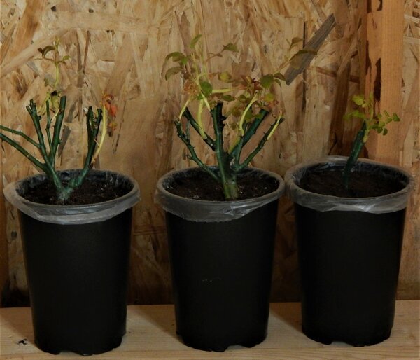 20 марта 2019 года. Так выглядели розы после пересадки в технологические горшки. Фото автора