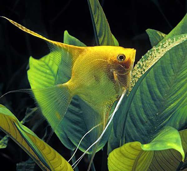 Источник фото: universaquatique.fr