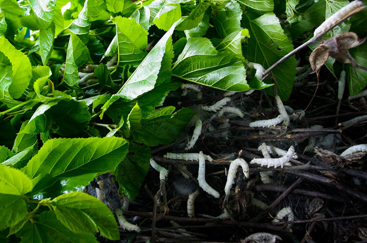 Гусеницы шелкопряда. Фото Тимура Карпова, "Фергана"