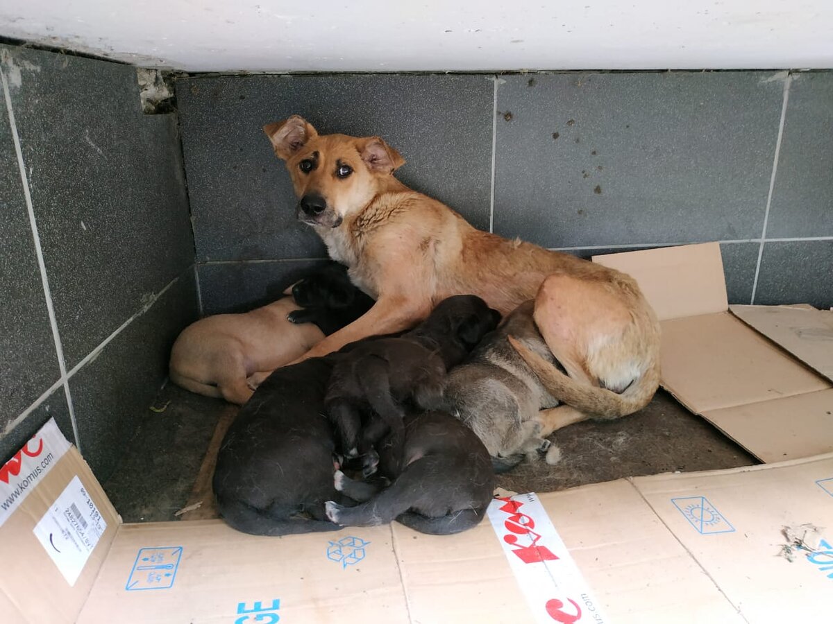 Угроза людям или просто мать? 