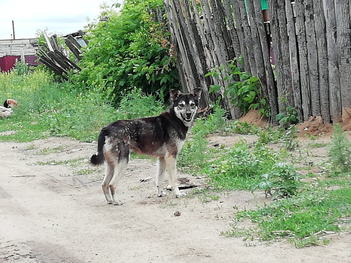 Случайно бежавший мимо Тузик