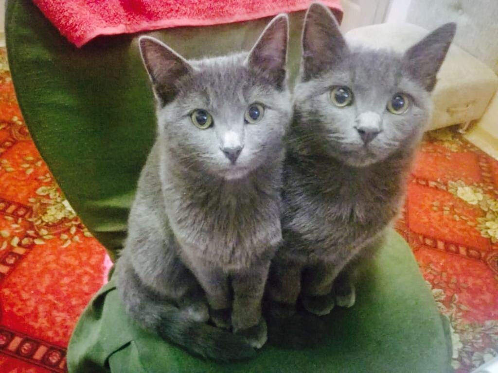 Наши коты ТИм и Бим.