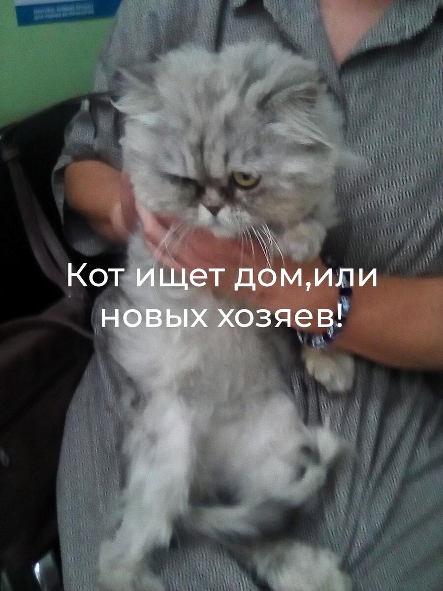 Мой будущий кот