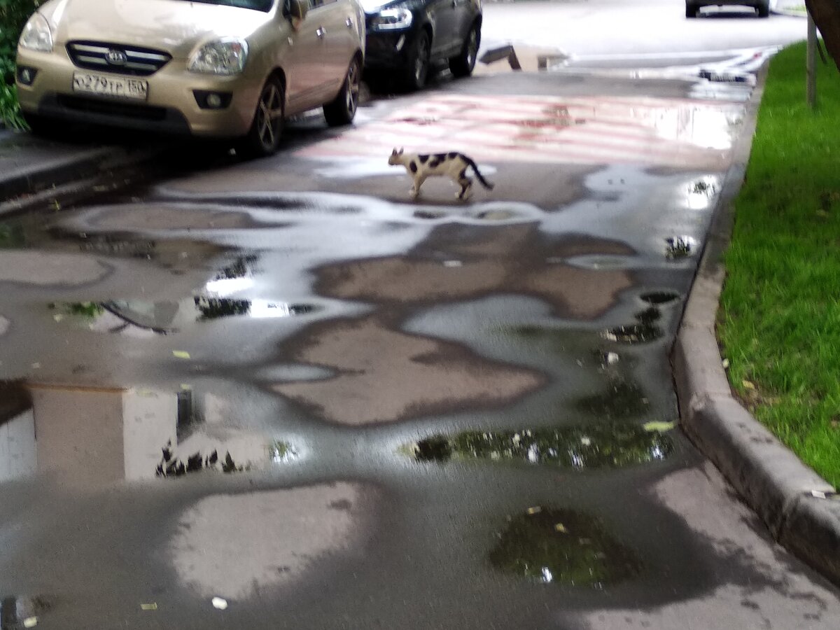 Кошка оторвалась от своей мучительницы