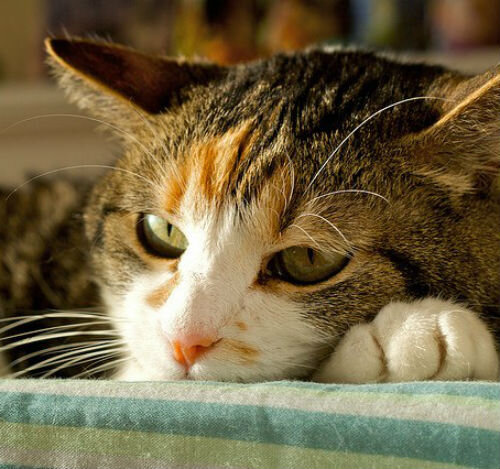 Рахит у кошек - причины и методы лечения. | Лапа помощи | Дзен