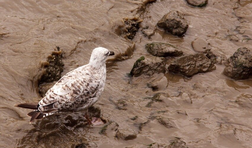 Фото с сайта pixabay.com