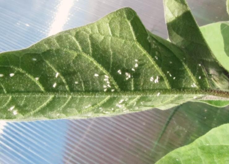 В теплице появились мошки что делать. Муха мошка. Мошки на рассаде. Белокрылка на антуриуме. В теплице появились мошки что делать.