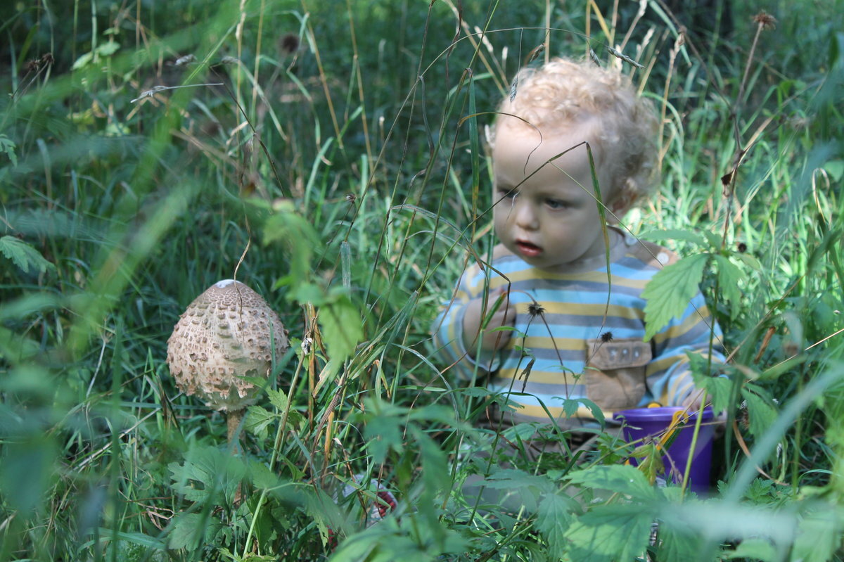 Найди детское видео. Мальчик с грибами. Грибы для детей. Дети ищут грибы в лесу. Фотосессия детская в лесу с грибами.