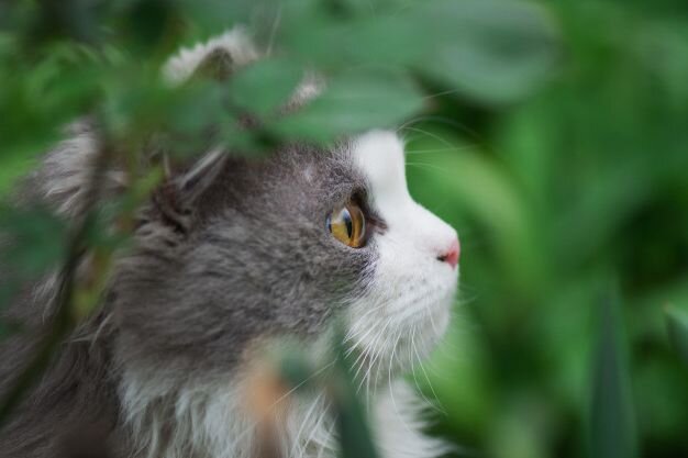 Кот царапается и кусается. Научим, как отучить его от вредных привычек и агрессивного поведения!