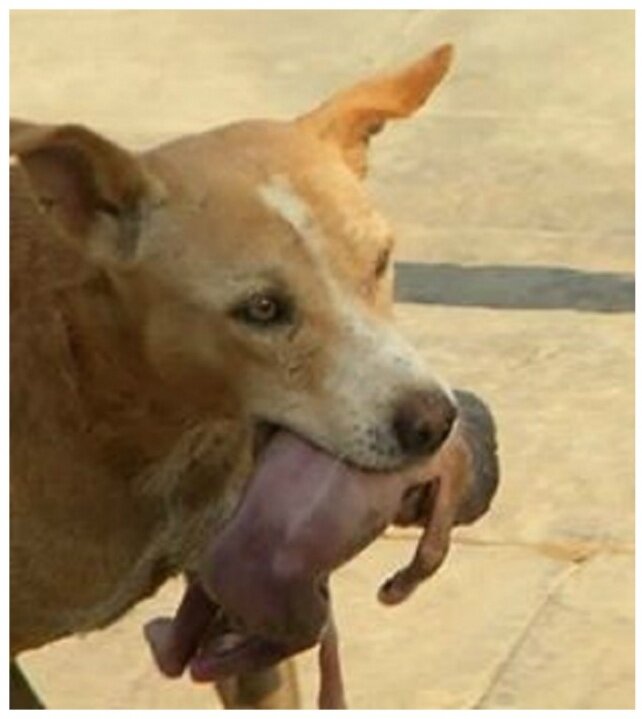 Фото собаки с младенцем. 