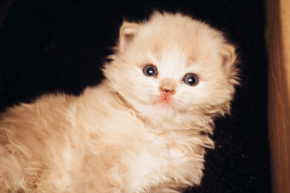 Наш малыш Ричи, когда мы его подобрали