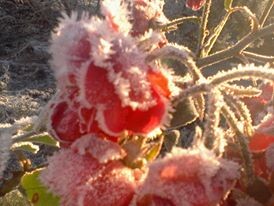 Роза очень долго радует Вас своей красотой.