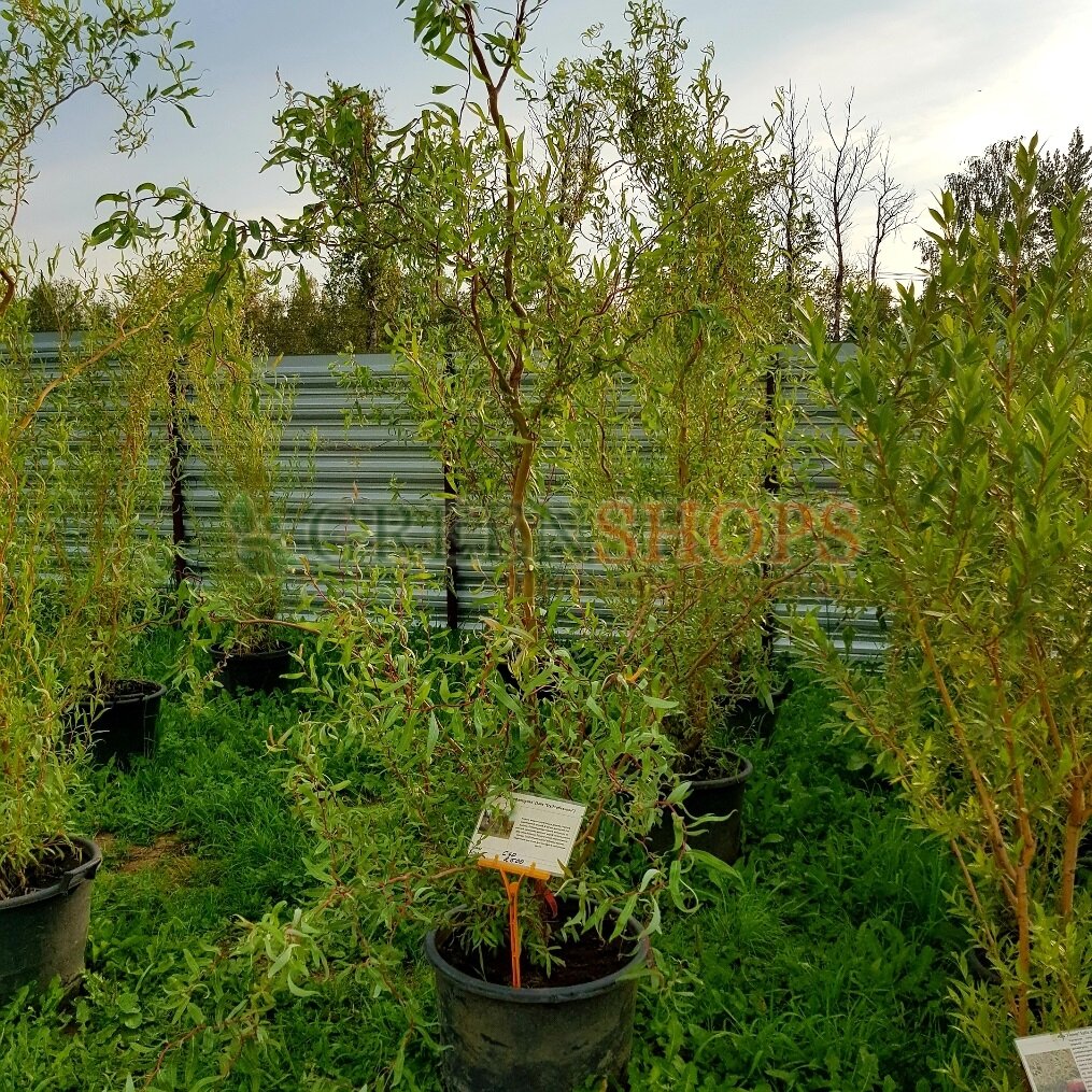 Ива Матсудана «Эритрофлексуоза»