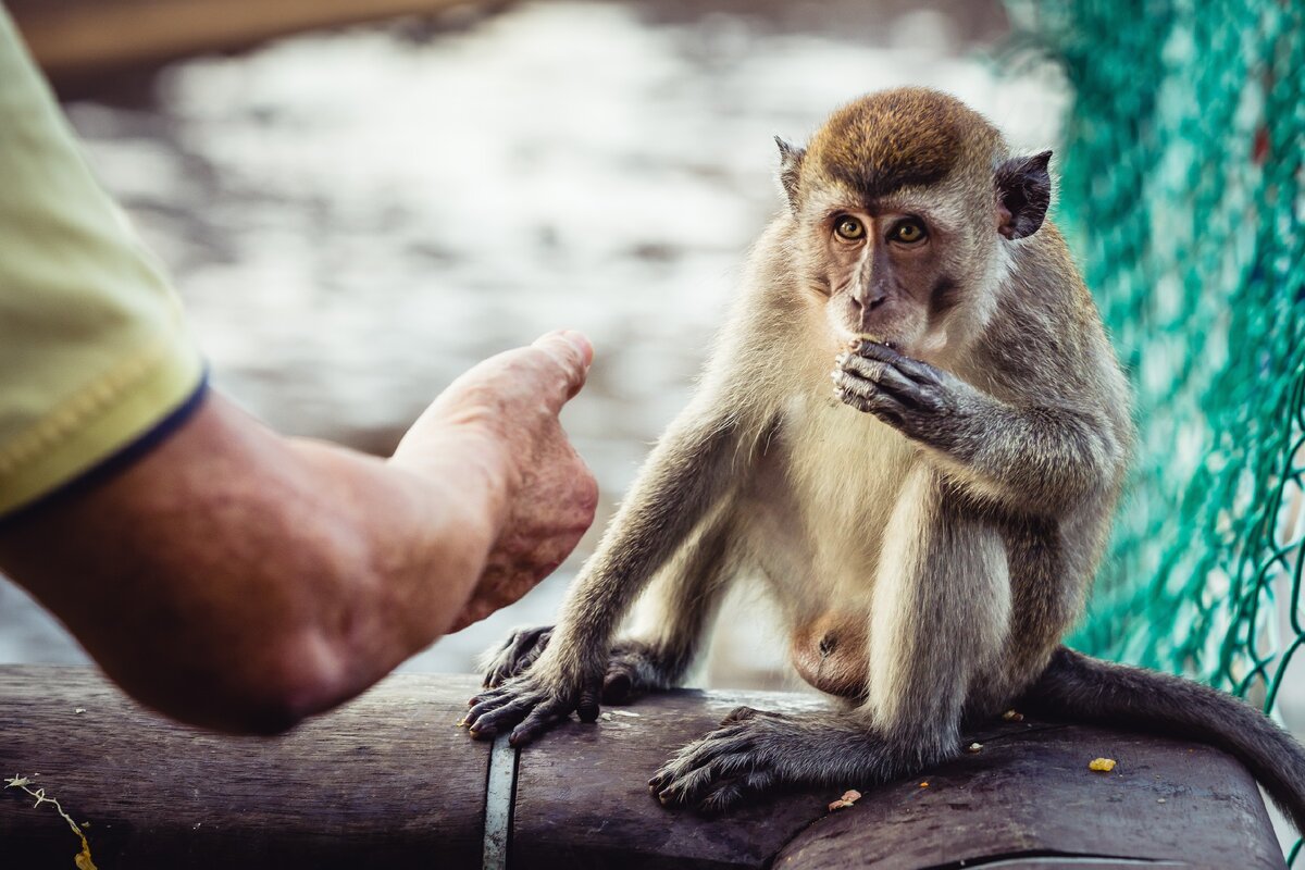 обезьяна обнимает. обезьяна в зоопарке. человек примат. помощь обезьянам. обезьяна шимпанзе.