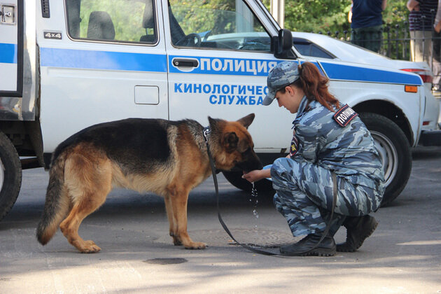 Кинология в России. Могут ли девушки работать кинологом? На что следует  обратить внимание при выборе профессии? | НЕПРОКИНОлогия | Дзен