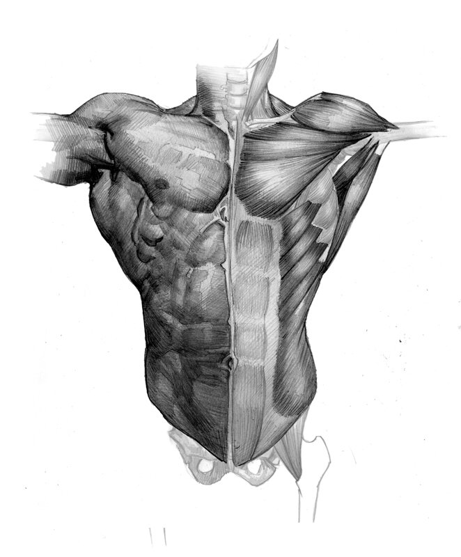 Мышцы торса анатомия для художников