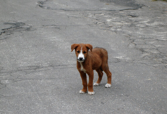 Все владельцы собак знают, что домашние животные имеют свою личность и характер, также, как и люди. Астрология очень хорошо известна среди людей, а вот гороскопы для домашних животных мало изучены.