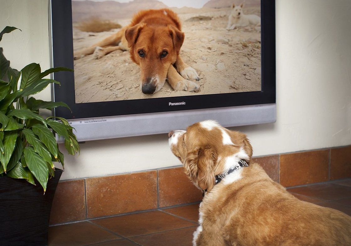 Собаки смотрят телевизор. Животные и телевизор. Собака ТВ. Собака перед телевизором. Собачка и телевизор.