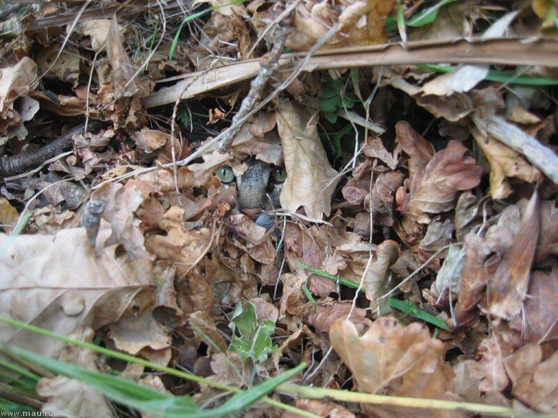 Начнём с самого лёгкого. Здесь вы без трудностей сможете обнаружить кота.