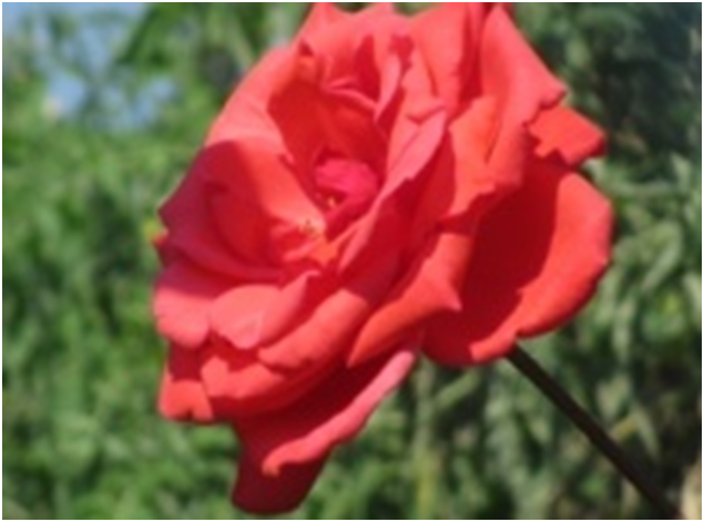 роза, мое фото