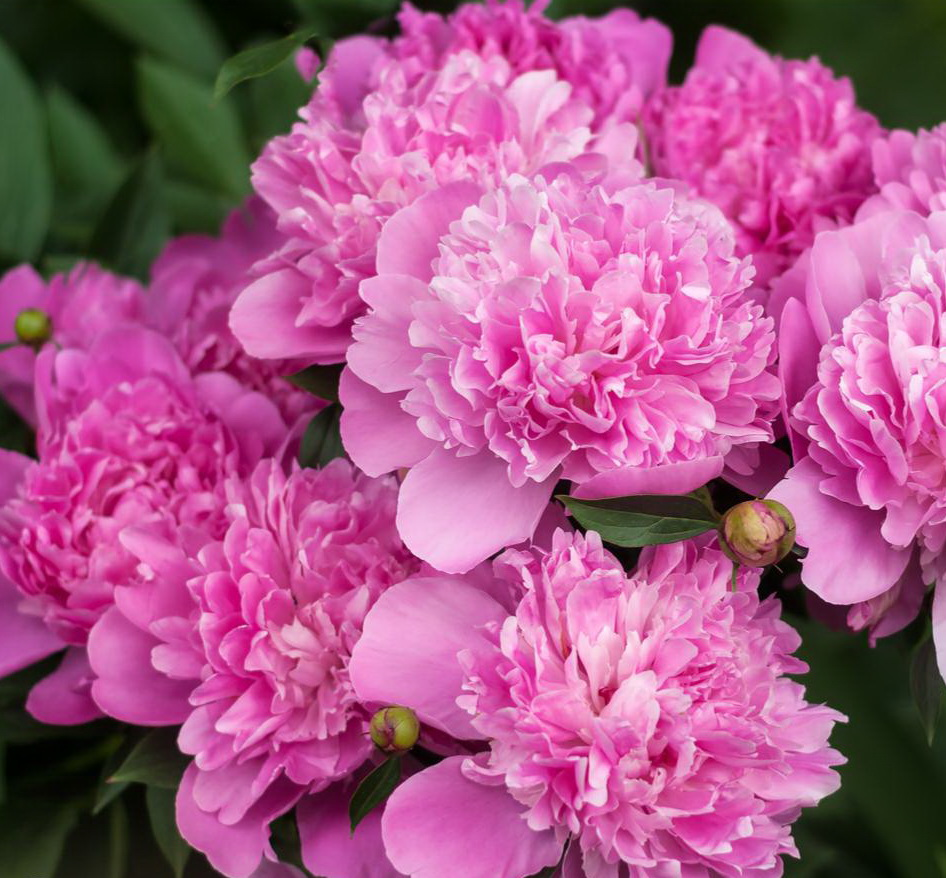 Изображение с сайта Яндекс картинки