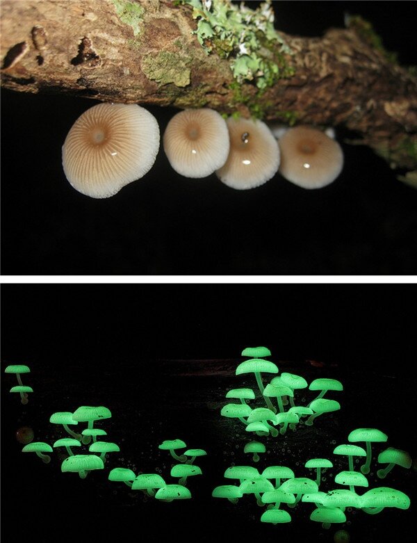 Денис Браузерный