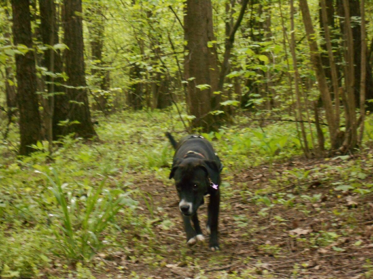 Милли возвращается после исследовательского рейда 